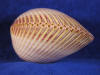 Polished Cockle Clam seashells are white yellow and mauve.