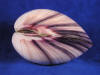 Side view of a polished heavy cockle clam sea shell with dark purple bands.