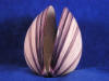 Purple cockle clam sea shells for sale.