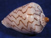 Wavy lines on the body whorl of a cymbiola novilis polished noble volute seashell.