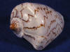 Large Polished Noble Volute Sea Shells