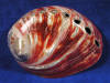 Polished Red Abalone seashells.