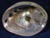 Red Abalone seashell has sticker which should read cleaned and polished in the Philippines.