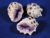 Purple drupe seashells.