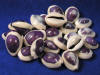 Purple top cowries shells are sold in quantities of 25.