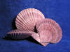 Purple whole noble pectin scallop seashells.