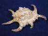 Ragosa Spider Conch has natural white and brown coloring.