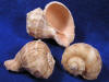 Rapana bulbosa seashells.