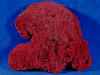 Oddly shaped red pipe organ coral looks like a mitten.