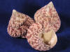 Red Top Trochas seashells.