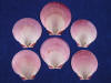 Red Purple Moon Sun Scallops are the thinest scallop shells you can find.
