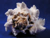 Sprial whorl and beautiful spire of a phyllonotus regius regal murex seashell.