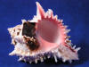 Bright pink aperture of a regius murex seashell.