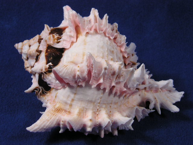 Regal Murex seashells are heavy, hearty, thick sea shells.