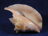 Aperture or mouth of a strombus gallus rooster tail conch sea shell.