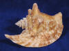Body whorl of a rooster tail conch strombus gallus with pointed spire.