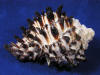 Radish murex seashells have natural flaws and pitting.