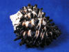 Murex radix seashells for sale.