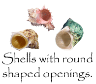 Hermit Crab Shells with Round Openings