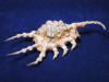 Scorpio spider conch seashell with curved tail.