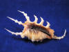 Scorpian spider conch seashell.
