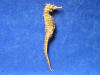 Sea horse for sale.