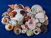 Broken seashells shells sale.