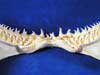 Close up view of a mako shark jaw shows the rows of gnarly shark teeth.
