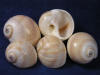 Shark Eyes sea shells are called natica vittelus.