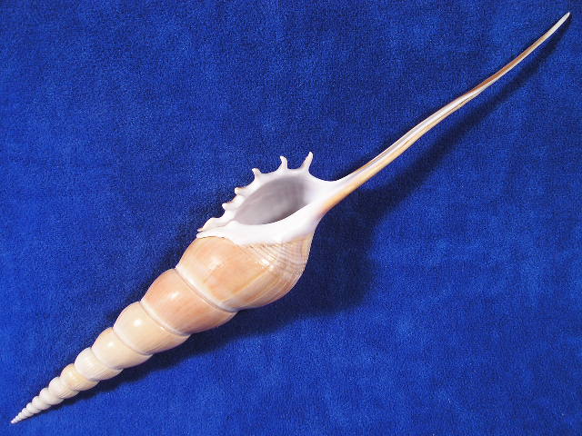 Shin-bone Tibia Seashells - Tibia fusus