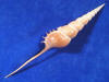 Long spire, small body whorl and long fragile tail of a tibia fusus shin bone tibia seashell.