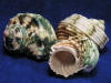 Silver mouth turbo shells are often green.