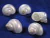 Silver turbo seashells are pearled small shells.