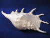 Body whorl of a giant truncata spider conch seashell.