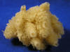 Yellow sea sponges with tube shapes.