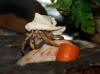 This hermit crab named "Stalker" is wearing a virgin murex seashell.