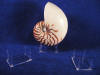 Small seashell Stand