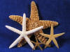 Many types of starfish available.