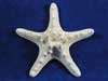 Large Bumpy White Starfish