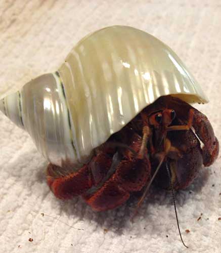 Polished Silver Turbo Hermit Crab Shells