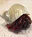 Hermit crab named "Jean Val Jean" wearing a polished silver turbo shell.