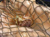 Hermit crab wearing a gold mouth turbo sea shell.