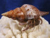 Hermit crab wearing a brown fox sea shell.