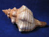 Reddish brown horse conch seashell with stipe markings on the spire and body whorl.