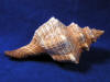 Natural growth mark on a striped fox horse conch seashell.