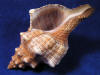Striped Fox Horse Conch hermit crab shells.