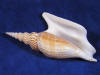 Aperture of a strombus listeri Lister's conch seashell.