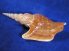 Stombus Listeri is an elite strombus sea shell.