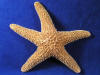 Sugar starfish is more dotted that sprinkled.