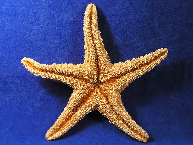 Sugar Starfish